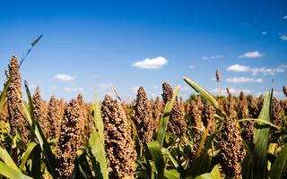 Dazi, la pace USA/Cina sul sorgo taglierà i costi nelle stalle