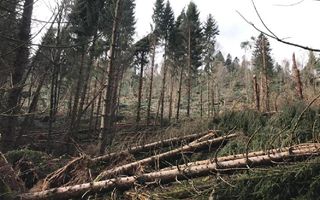Legacoop e Legambiente firmano un protocollo per la gestione sostenibile dei boschi italiani