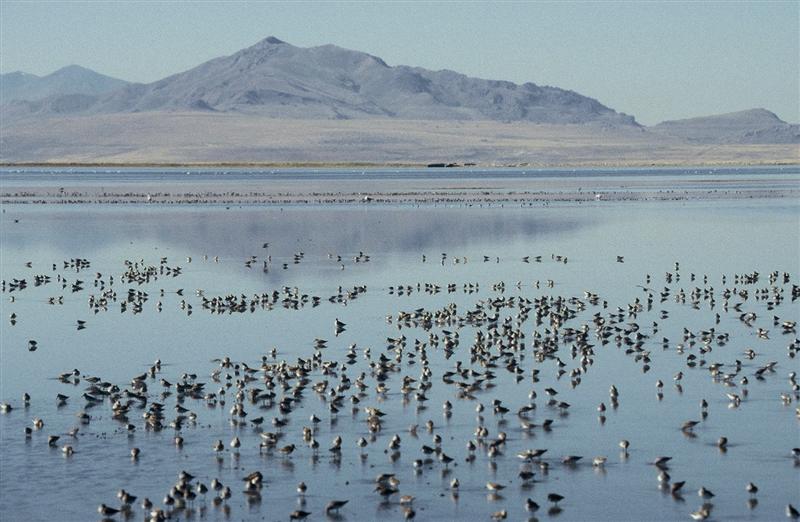 Baccaccini sul Grande Lago Salato. Utah