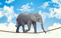 Un elefante rosa in salotto