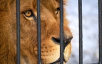 Un circo senza domatore