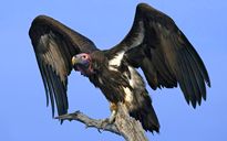 Come evitare Bad Bank e Avvoltoi