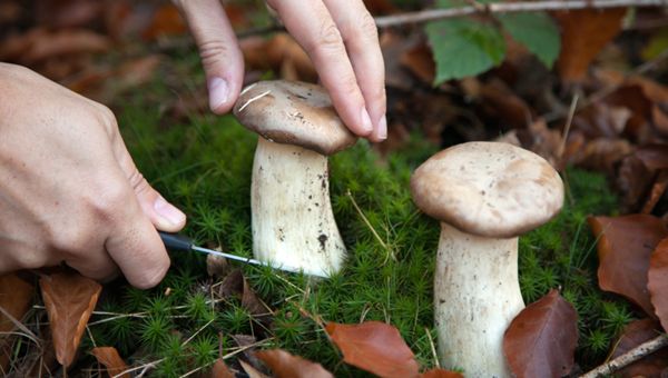 Maltempo, non solo danni: boom di funghi al Nord