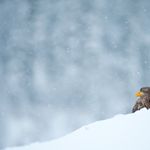 Clima, circolo polare artico: neve fresca rara anche in inverno