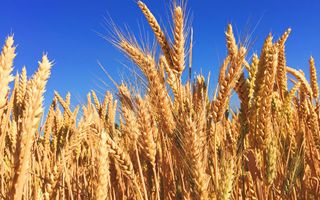 Grano duro, Confagricoltura propone un fondo straordinario dedicato