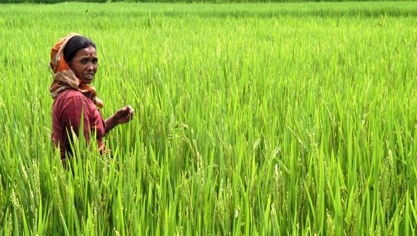 Coldiretti, stop a invasione riso asiatico. Ue cambia rotta