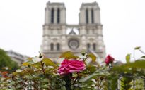 Quelle Mani su Notre-Dame