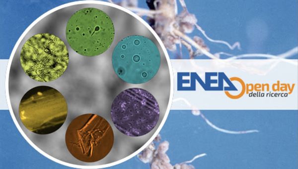 L'archivio ENEA dei microrganismi tra le eccellenze della ricerca europea