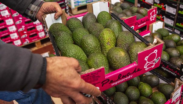 Mission Produce, trimestrale deludente su problemi a supply chain