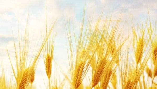 Agricoltura, produzione grano giù a causa della siccità