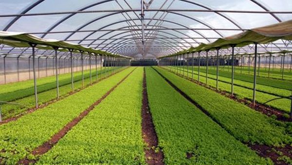 Debutto brioso per Agronomia all'AIM Italia