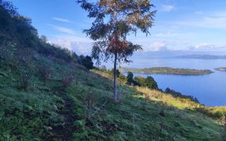 Cile, Mundys: Neya lancia nuovo progetto di riforestazione di 170 ettari