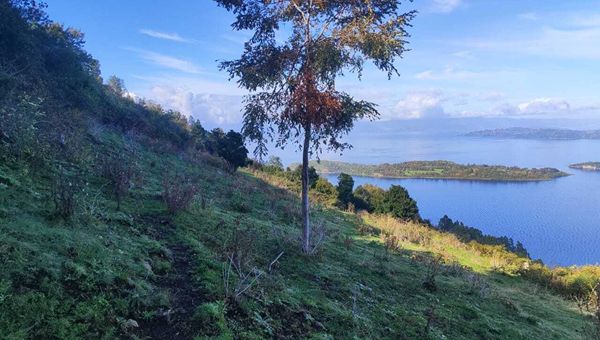 Cile, Mundys: Neya lancia nuovo progetto di riforestazione di 170 ettari