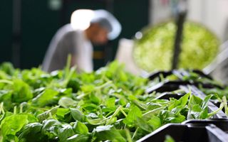 Amoeba, autorizzazione d'emergenza in Italia per biofungicida contro peronospora del basilico