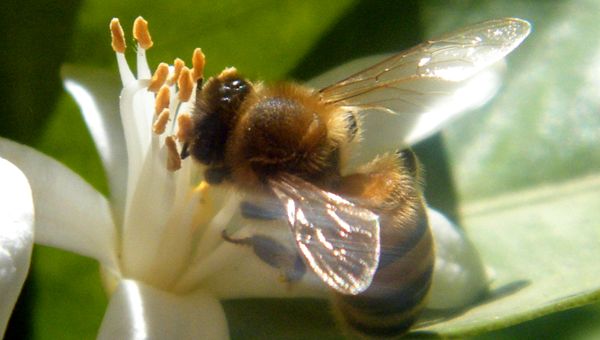 Economia, agricoltura, Einstein, l’insostenibile leggerezza di essere un'ape