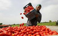 Importiamo braccianti, esportiamo ricercatori