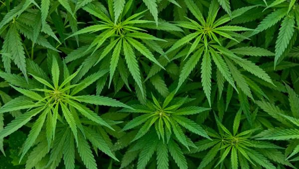 Coldiretti, è boom di coltivazioni di cannabis