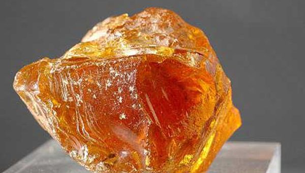 Scoperti in Italia i più antichi fossili "congelati" nell'ambra