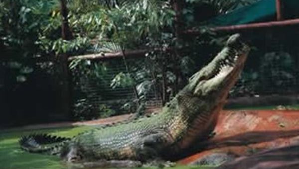 Il coccodrillo Cassius entra nel Guiness dei primati