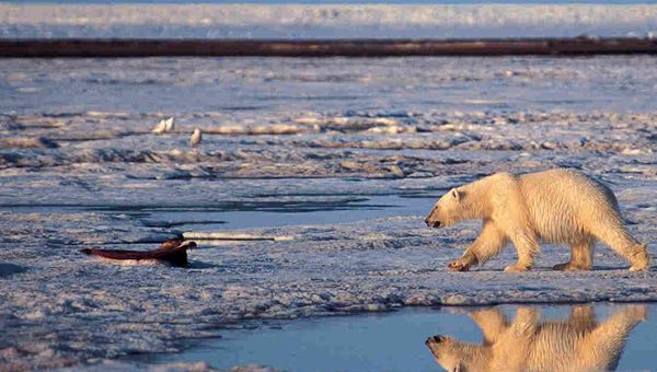 Gli Usa vietano la ricerca petrolifera in Alaska