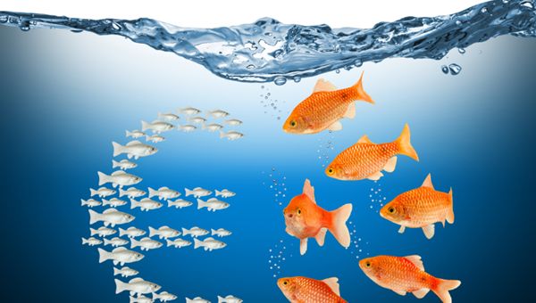 Coldiretti: da tavolo ittico impegno comune per sostenere flotte Tirreno e Adriatico